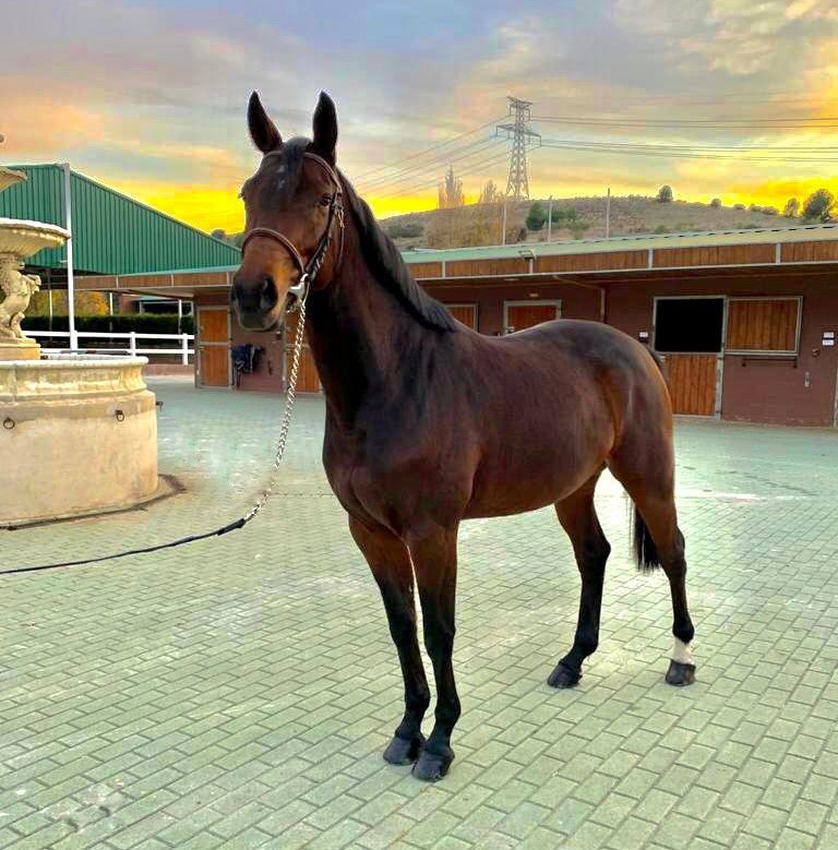 horse